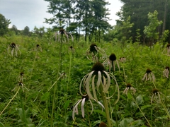Echinacea laevigata