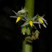 Jamaican Nightshade - Photo (c) Reinaldo Aguilar, some rights reserved (CC BY-NC-SA)