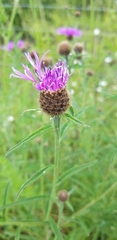 Centaurea