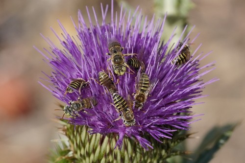 Camptopoeum friesei