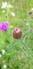 Centaurea