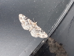 Eupithecia pulchellata