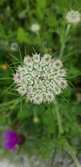 Daucus carota
