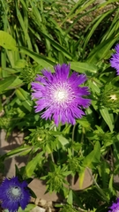 Stokesia