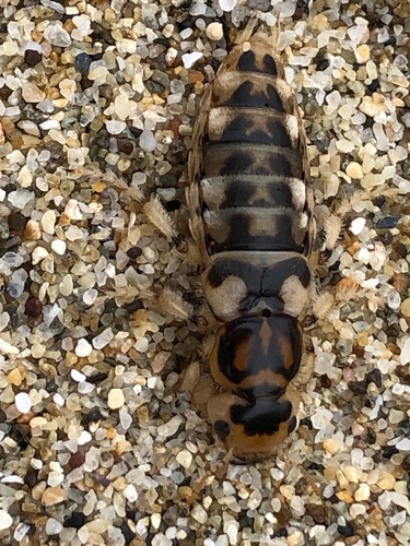 Photo of Pictured Rove Beetle (Thinopinus pictus)