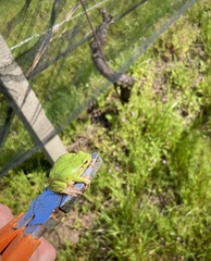 Hyla intermedia perrini