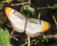 Mestra hersilia apicalis