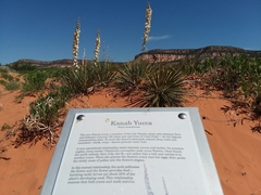 Yucca angustissima kanabensis