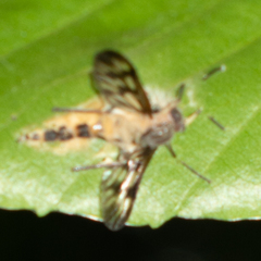 Entomophthoraceae