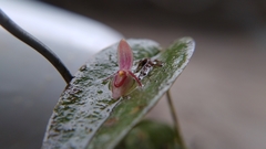 Pleurothallis erythrium
