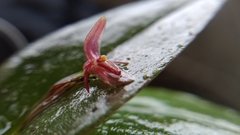 Pleurothallis erythrium