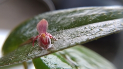 Pleurothallis erythrium