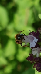 Epeoloides coecutiens