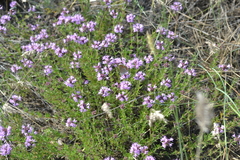 Thymus pallasianus