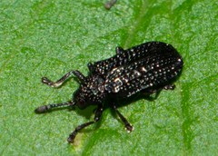 Microrhopala excavata