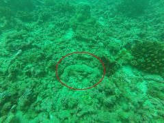 Holothuria fuscocinerea