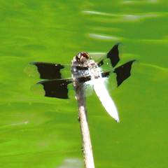 Plathemis lydia
