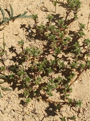 Arenaria vitoriana
