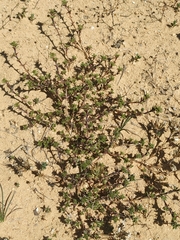 Arenaria vitoriana