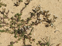 Arenaria vitoriana