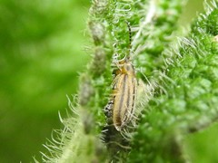 Ophraella notata