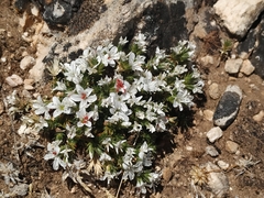 Arenaria erinacea