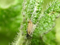 Ophraella notata