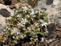 Arenaria erinacea