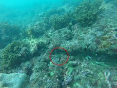 Canthigaster punctatissima