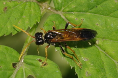 Tenthredo campestris