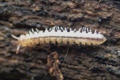Harpogonopus confluentus