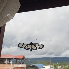 Methona confusa psamathe