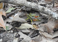 Dendrotettix quercus