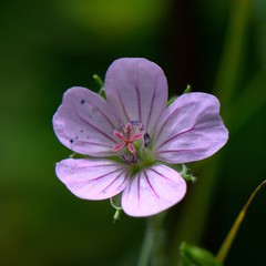 Geranium nepalense