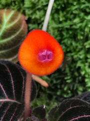 Pearcea hypocyrtiflora