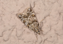 Scoparia basistrigalis