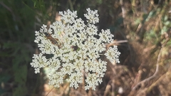 Stenopterus mauritanicus