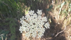 Stenopterus mauritanicus