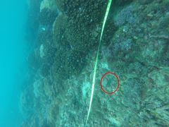 Canthigaster punctatissima