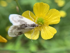 Cliniodes ostreonalis