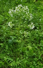 Valeriana officinalis