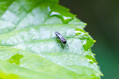 Agrilus obsoletoguttatus