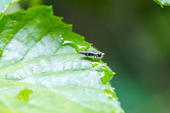 Agrilus obsoletoguttatus