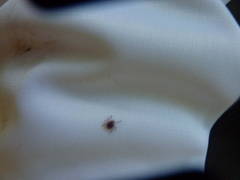 Amblyomma americanum