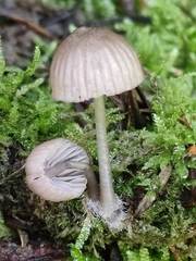 Mycena rubromarginata