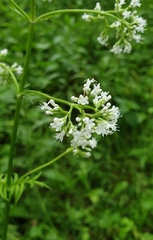 Valeriana officinalis