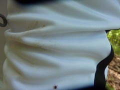 Amblyomma americanum