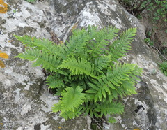 Polypodium cambricum