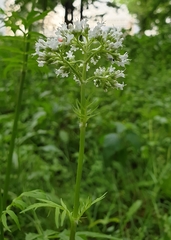 Valeriana officinalis