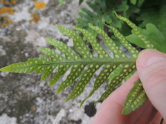 Polypodium cambricum